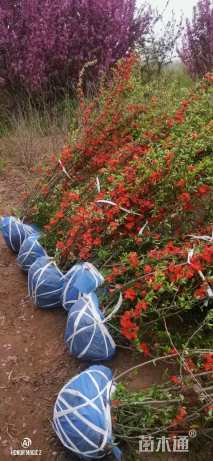 高度120厘米贴梗海棠