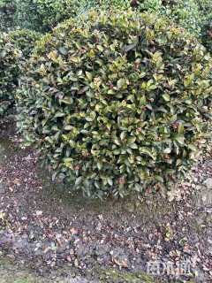 冠幅100厘米茶梅球