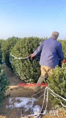 冠幅140厘米大叶黄杨球