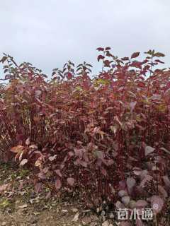 高度80厘米红瑞木