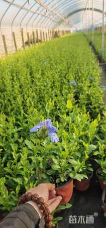 高度20厘米蓝雪花