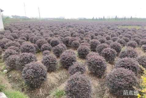 冠幅100厘米红花继木球