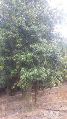 30公分红花木莲