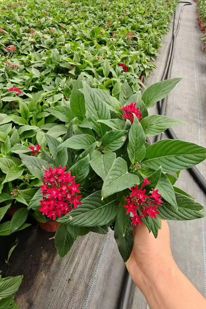 高度20厘米五星花