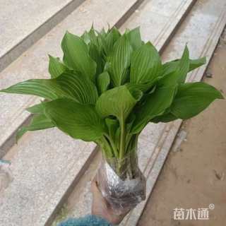 高度15厘米青叶玉簪