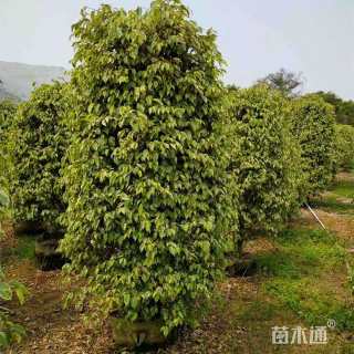 10公分黄金垂榕