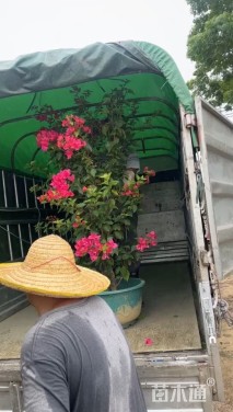 高度60厘米三角梅