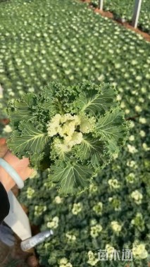 高度15厘米羽衣甘蓝