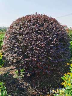 冠幅180厘米红花继木球