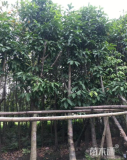5公分白玉兰