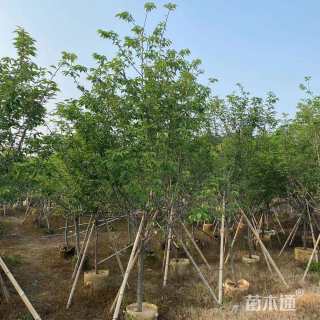 5公分福建山樱花