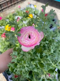 高度30厘米花毛茛