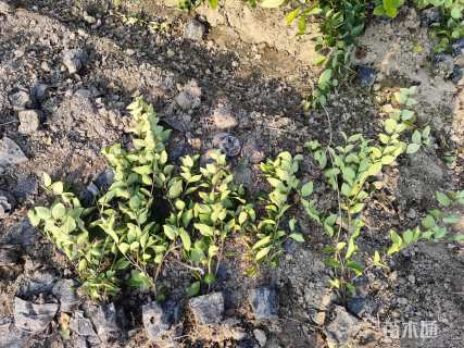 高度40厘米金森女贞小苗