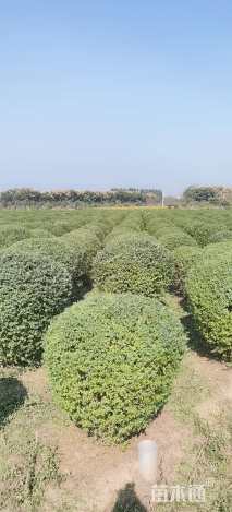 冠幅150厘米小叶女贞球