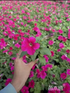 高度15厘米矮牵牛
