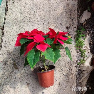高度80厘米一品红