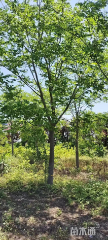 18公分黄山栾树
