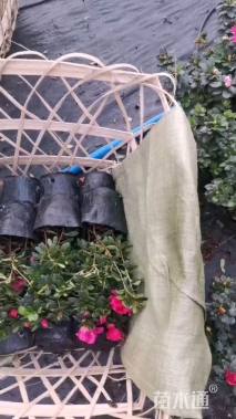 高度20厘米西洋杜鹃