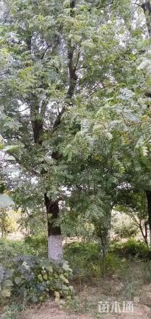 32公分黄连木