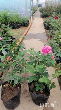 高度25厘米月季