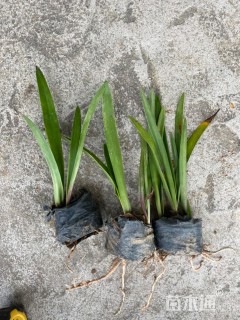 高度20厘米蜘蛛兰