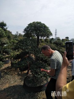 20公分白蜡