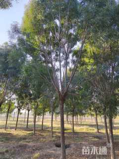 15公分秋紫白蜡