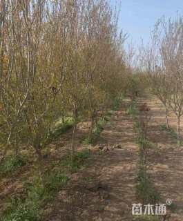 高度200厘米花石榴