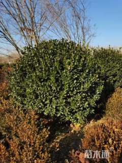 冠幅120厘米大叶冬青球