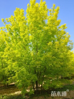 高度700厘米丛生金叶白蜡