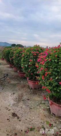 冠幅120厘米三角梅球