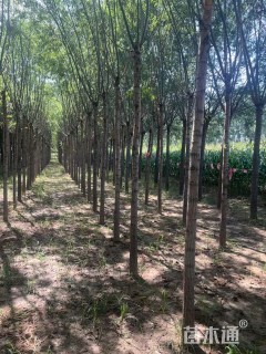 10公分旱柳