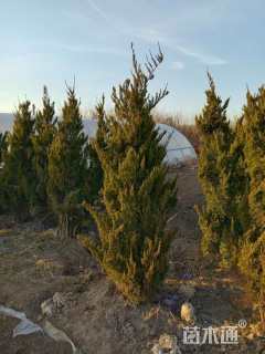 高度400厘米龙柏