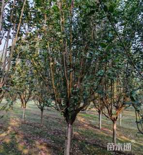 25公分西府海棠