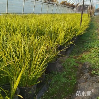 高度40厘米金叶石菖蒲