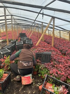 高度18厘米火焰南天竹