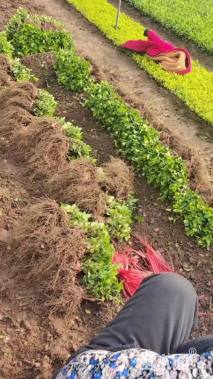 高度10厘米大叶黄杨