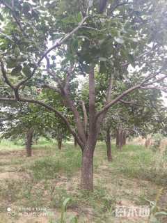 30公分柿树