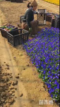 高度18厘米角堇