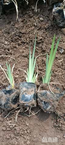 高度20厘米黄菖蒲