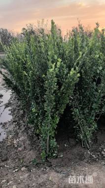 高度180厘米北海道黄杨