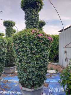 高度280厘米三角梅