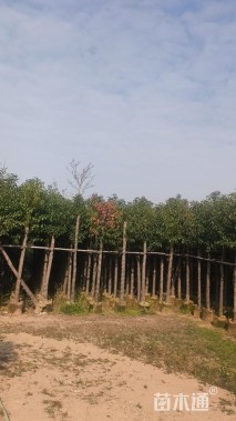 8公分香樟