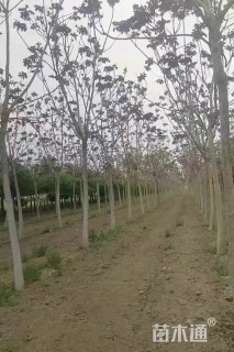 12公分红叶椿