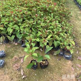 高度20厘米希茉莉