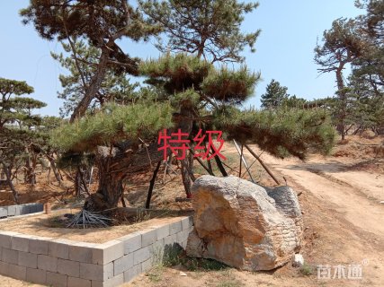 高度200厘米油松