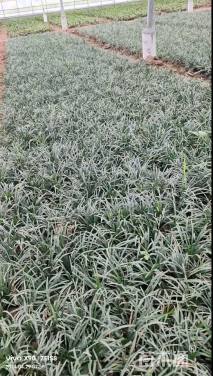 高度10厘米玉龙草