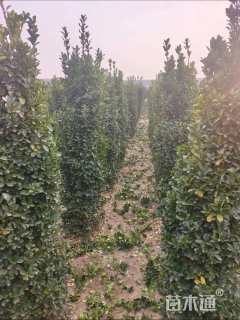 高度300厘米大叶黄杨柱