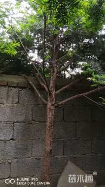 0.5公分东北红豆杉