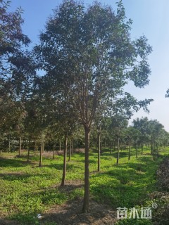 10公分大叶女贞